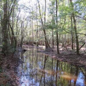 Photo of SOLD!!  327.5 acres of Hunting and Timberland for Sale in Bladen County NC!