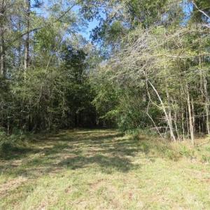 Photo of SOLD!!  327.5 acres of Hunting and Timberland for Sale in Bladen County NC!