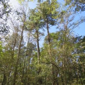 Photo of SOLD!!  327.5 acres of Hunting and Timberland for Sale in Bladen County NC!