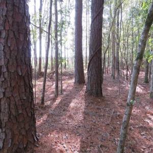 Photo of SOLD!!  327.5 acres of Hunting and Timberland for Sale in Bladen County NC!