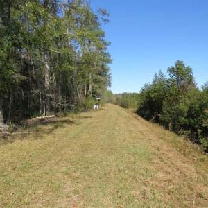 Photo of SOLD!!  327.5 acres of Hunting and Timberland for Sale in Bladen County NC!