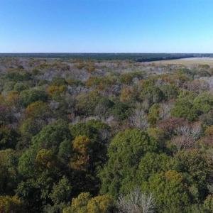 Photo of SOLD!!  327.5 acres of Hunting and Timberland for Sale in Bladen County NC!