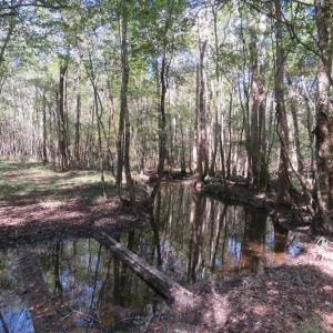Photo of SOLD!!  327.5 acres of Hunting and Timberland for Sale in Bladen County NC!
