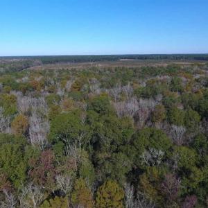 Photo of SOLD!!  327.5 acres of Hunting and Timberland for Sale in Bladen County NC!