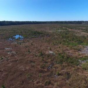 Photo of SOLD!!  327.5 acres of Hunting and Timberland for Sale in Bladen County NC!
