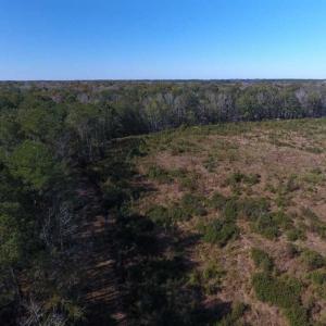 Photo of SOLD!!  327.5 acres of Hunting and Timberland for Sale in Bladen County NC!
