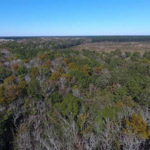 Photo of SOLD!!  327.5 acres of Hunting and Timberland for Sale in Bladen County NC!