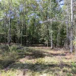 Photo of SOLD!!  327.5 acres of Hunting and Timberland for Sale in Bladen County NC!