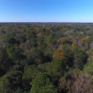 Photo of SOLD!!  327.5 acres of Hunting and Timberland for Sale in Bladen County NC!