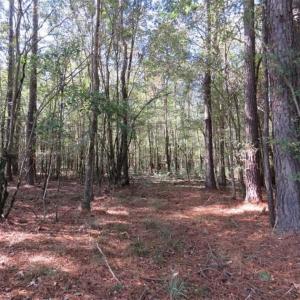Photo of SOLD!!  327.5 acres of Hunting and Timberland for Sale in Bladen County NC!