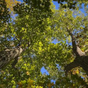 Photo of 10.39-acre Homesite (Lot-4) for Sale in Orange County, NC!