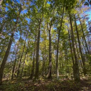 Photo of 10.39-acre Homesite (Lot-4) for Sale in Orange County, NC!