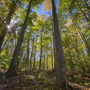 Photo of 10.39-acre Homesite (Lot-4) for Sale in Orange County, NC!