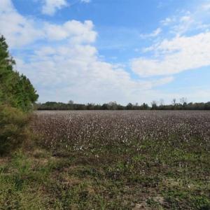 Photo of UNDER CONTRACT!!  55 Acres of Farm and Timber Land For Sale in Robeson County NC!