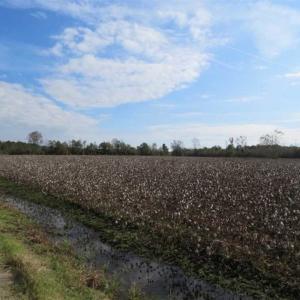 Photo of UNDER CONTRACT!!  55 Acres of Farm and Timber Land For Sale in Robeson County NC!