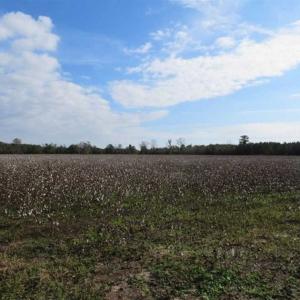 Photo of UNDER CONTRACT!!  55 Acres of Farm and Timber Land For Sale in Robeson County NC!