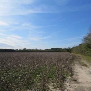 Photo of UNDER CONTRACT!!  55 Acres of Farm and Timber Land For Sale in Robeson County NC!