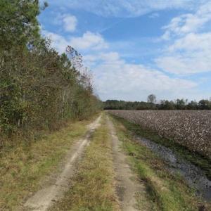 Photo of UNDER CONTRACT!!  55 Acres of Farm and Timber Land For Sale in Robeson County NC!