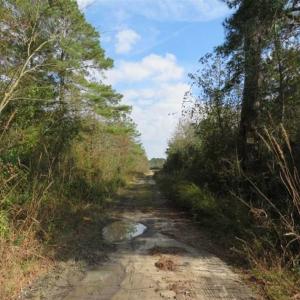 Photo of UNDER CONTRACT!!  55 Acres of Farm and Timber Land For Sale in Robeson County NC!