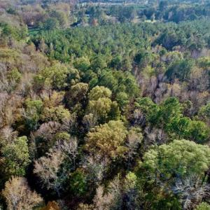 Photo of SOLD!!  22.72 Acres of Recreational Timberland For Sale in Washington County NC!