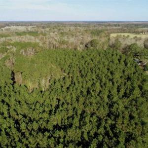 Photo of SOLD!!  22.72 Acres of Recreational Timberland For Sale in Washington County NC!