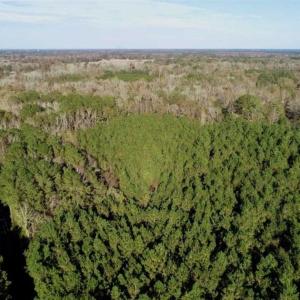 Photo of SOLD!!  22.72 Acres of Recreational Timberland For Sale in Washington County NC!
