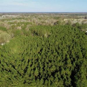 Photo of SOLD!!  22.72 Acres of Recreational Timberland For Sale in Washington County NC!
