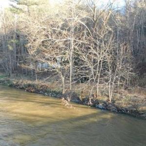 Photo of 47.72 Acres of Riverfront Hunting Land For Sale in Pulaski County VA!