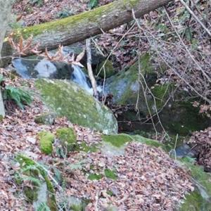 Photo of 47.72 Acres of Riverfront Hunting Land For Sale in Pulaski County VA!