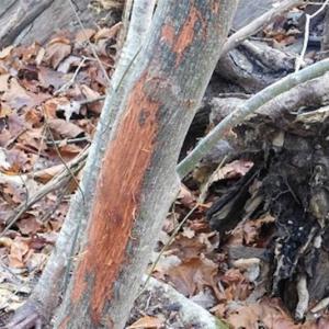 Photo of 47.72 Acres of Riverfront Hunting Land For Sale in Pulaski County VA!