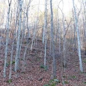 Photo of 47.72 Acres of Riverfront Hunting Land For Sale in Pulaski County VA!