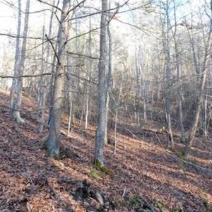 Photo of 47.72 Acres of Riverfront Hunting Land For Sale in Pulaski County VA!
