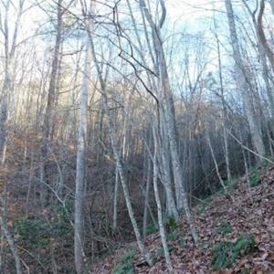 Photo of 47.72 Acres of Riverfront Hunting Land For Sale in Pulaski County VA!