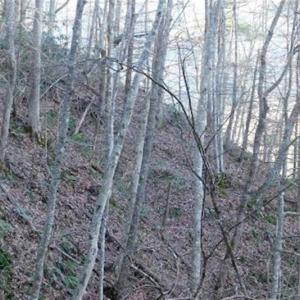 Photo of 47.72 Acres of Riverfront Hunting Land For Sale in Pulaski County VA!
