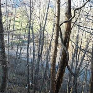 Photo of 47.72 Acres of Riverfront Hunting Land For Sale in Pulaski County VA!