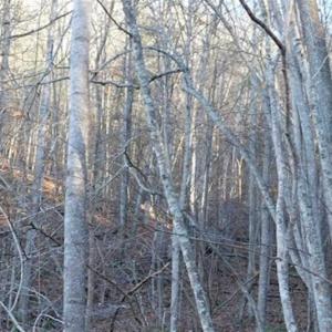 Photo of 47.72 Acres of Riverfront Hunting Land For Sale in Pulaski County VA!