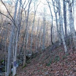 Photo of 47.72 Acres of Riverfront Hunting Land For Sale in Pulaski County VA!