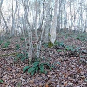 Photo of 47.72 Acres of Riverfront Hunting Land For Sale in Pulaski County VA!