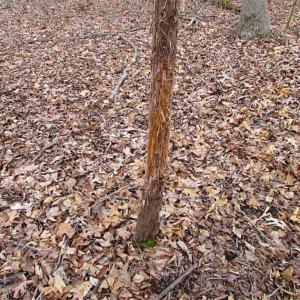 Photo of UNDER CONTRACT!!  119 Acres of Riverfront Land For Sale in Culpeper County VA!