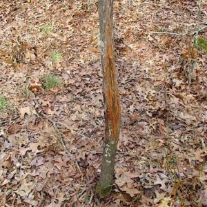 Photo of UNDER CONTRACT!!  99 Acres of Hunting Land For Sale in Culpeper County VA!