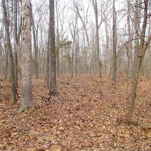 Photo of UNDER CONTRACT!!  99 Acres of Hunting Land For Sale in Culpeper County VA!