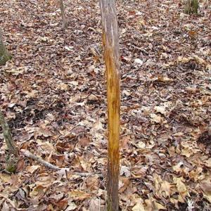 Photo of UNDER CONTRACT!!  99 Acres of Hunting Land For Sale in Culpeper County VA!