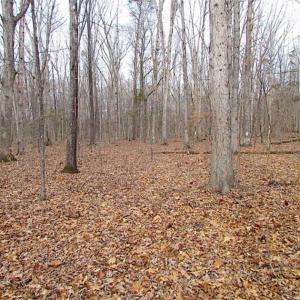Photo of UNDER CONTRACT!!  99 Acres of Hunting Land For Sale in Culpeper County VA!