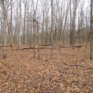 Photo of UNDER CONTRACT!!  99 Acres of Hunting Land For Sale in Culpeper County VA!