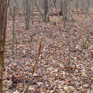 Photo of UNDER CONTRACT!!  99 Acres of Hunting Land For Sale in Culpeper County VA!