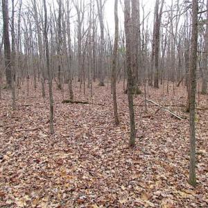 Photo of UNDER CONTRACT!!  99 Acres of Hunting Land For Sale in Culpeper County VA!