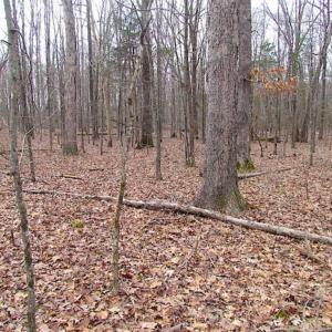 Photo of UNDER CONTRACT!!  99 Acres of Hunting Land For Sale in Culpeper County VA!