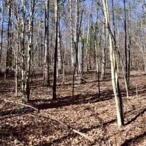 Photo of 48.679 Acres of Hunting / Recreation Land For Sale in Amherst County VA!