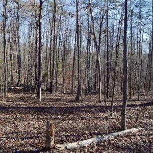 Photo of 48.679 Acres of Hunting / Recreation Land For Sale in Amherst County VA!