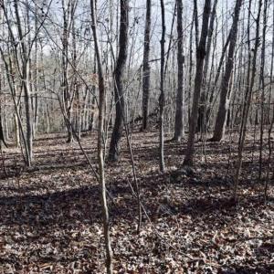 Photo of 48.679 Acres of Hunting / Recreation Land For Sale in Amherst County VA!